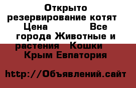 Открыто резервирование котят › Цена ­ 15 000 - Все города Животные и растения » Кошки   . Крым,Евпатория